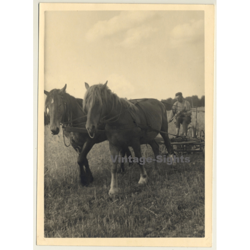 Man On Horse-Drawn Plow / Agriculture (Vintage Photo 1940s) Man On Horse-Drawn Plow / Agriculture (Vintage Photo 1940s)