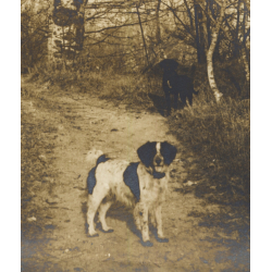 J. Falque: 2 Dogs In Birch Forest / Epagneul Breton (Vintage Photo 1890s)