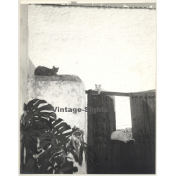 Lydia Nash / Bruxelles: 3 Stray Cats In Andalusia / Still Life (Vintage Photo 1980s)