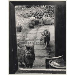 Lydia Nash / Bruxelles: 2 Cats Looking Through Old Window (Vintage Photo 1980s)