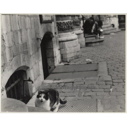 Lydia Nash / Bruxelles: Street Cat On Side Walk / Cobblestones (Vintage Photo 1980s)