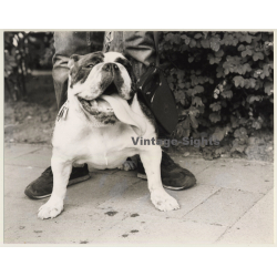 Lydia Nash: English Bulldog On Leash / Tongue Out (Large Vintage Photo 1980s)