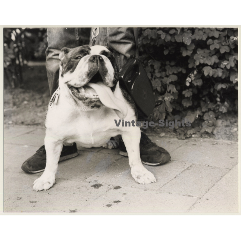 Lydia Nash: English Bulldog On Leash / Tongue Out (Large Vintage Photo 1980s) Lydia Nash: English Bulldog On Leash / Tongue Out (Large Vintage Photo 1980s)