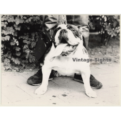 Lydia Nash: English Bulldog On Leash*2 / Tongue Out (Large Vintage Photo 1980s)