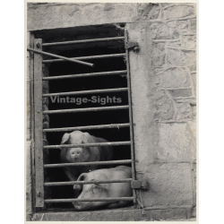 Lydia Nash: Pigs Behind Bars (Large Vintage Photo 1980s)