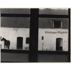 Lydia Nash: View On Horse Through Window (Large Vintage Photo 1980s)