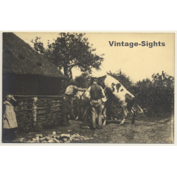 Congo Belge: Colonial Farmers / Bull Mating Cow (Vintage RPPC ~1920s/1930s)