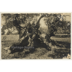 Mallorca: Oliveres De Valldemossa / Olive Tree (Vintage RPPC ~1920s/1930s)