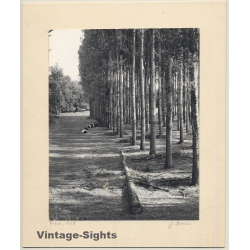 Jerri Bram (1942): Tree Alley - Dogs - France 1968 (Vintage Signed Photo)