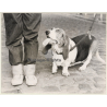 Lydia Nash: Basset Hound - Hush Puppy - Denim (Large Vintage Photo 1980s)