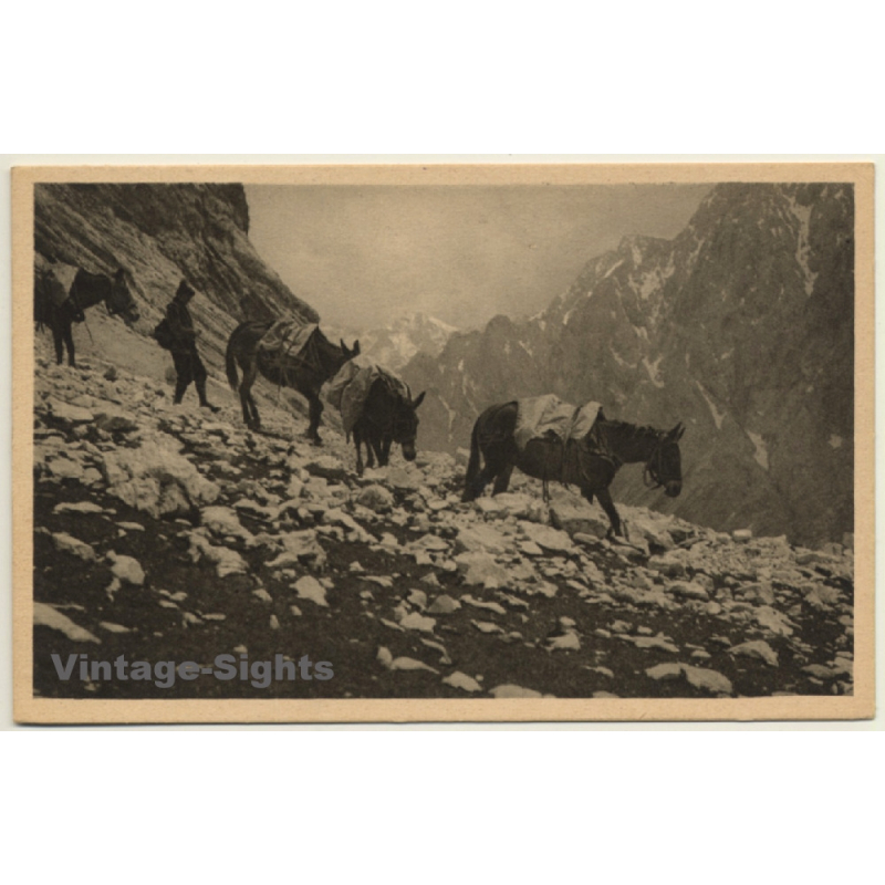 Germany: Im Reintal - Die Zugspitzesel - Donkeys (Vintage PC 1928)