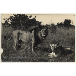 Africa: Lion Couple In The Steppe (Vintage RPPC 1920)