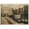 Exhibition Room Of Ethnological Museum / Tervuren?  - Art Deco (Vintage Photo ~1910s/1920s)