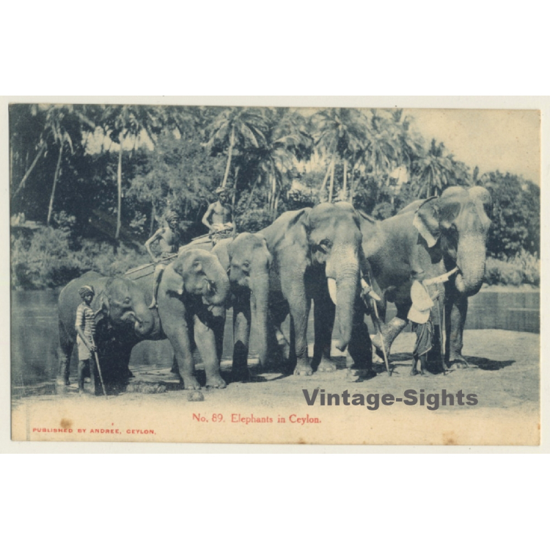 Sri Lanka: Elephants In Ceylon (Vintage PC 1910s71920s) Sri Lanka: Elephants In Ceylon (Vintage PC 1910s71920s)