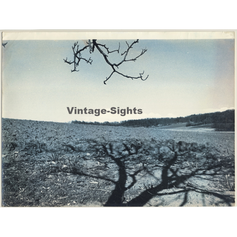 Jerri Bram (1942): Tree In Landscape II (Large Vintage Cyanotpye Photo ~1970s)