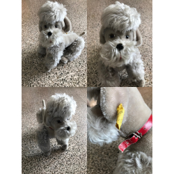 Vintage Steiff Snobby Dog / Schnauzer With Button & Tag 5335.05  ~1950s/1960s