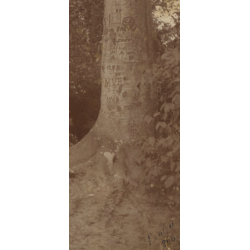 Lady In Victorian Dress Looks At Bark Scratches On Tree (Vintage Photo 1896)