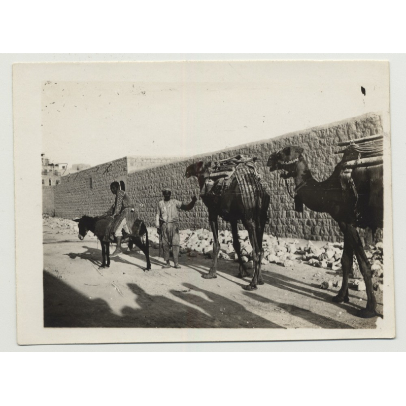 2 Camels & Donkey In Front Of Bedouin Town (Vintage Photo B/W)