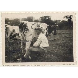 Belgium: Man & Woman Milking Cows / Dairy Farmer (Vintage Photo 1930s)