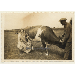 Belgium: Pretty Lady Milking Cow / Dairy Farmer (Vintage Photo 1930s)