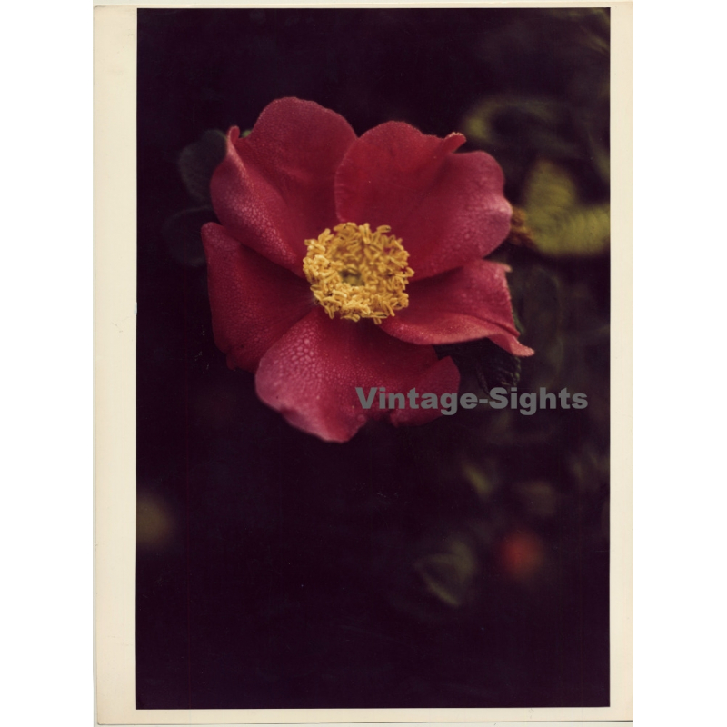 Close-up Of Wild Rose / Heckenrose - Dog Rose (Vintage Photo 1980s WOLFGANG KLEIN ~DIN A3)