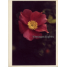 Close-up Of Wild Rose / Heckenrose - Dog Rose (Vintage Photo 1980s WOLFGANG KLEIN ~DIN A3)