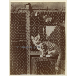 Snapshot: Young Cat In Front Of Aviary (Vintage Photo ~1910s/1920s)