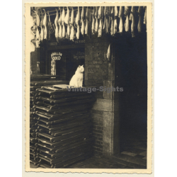 Snapshot: Cat Underneath Dried Fish / OXO (Vintage Photo ~1920s/1930s)