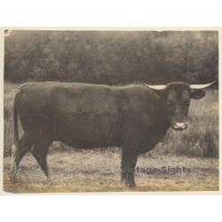 UK: South Devon Cattle*2 / Cow (Vintage Photo Sepia ~1900s)