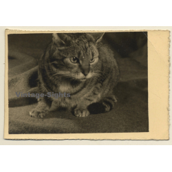 Great Take: Grey Tiger Cat On The Lookout (Vintage Photo ~1930s/1940s)