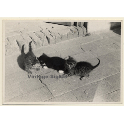 3 Little Cats Playing Outdoors / Kitten (Vintage Photo ~1930s/1940s)