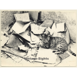 Jerri Bram (1942): Stray Cat On Cardboard Mountain (Vintage Photo 1960s/1970s)
