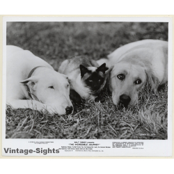Disney: Bull Terrier, Labrador & Cat 'The Incredible Journey' (Vintage Movie Still)