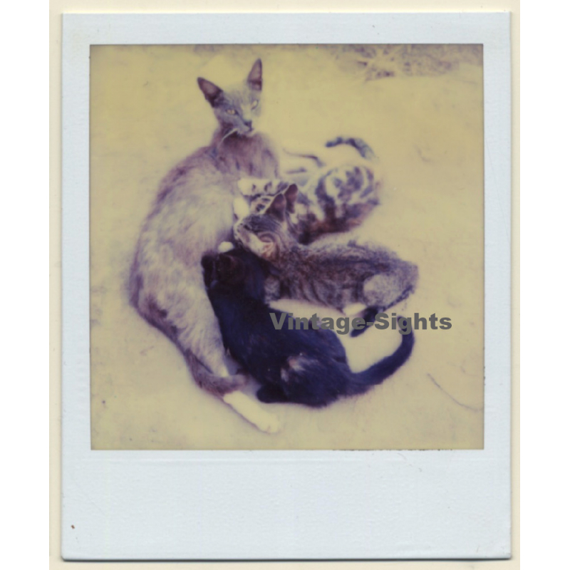 Baby Kittens Drinking From Mother (Vintage Polaroid SX-70 1980s)