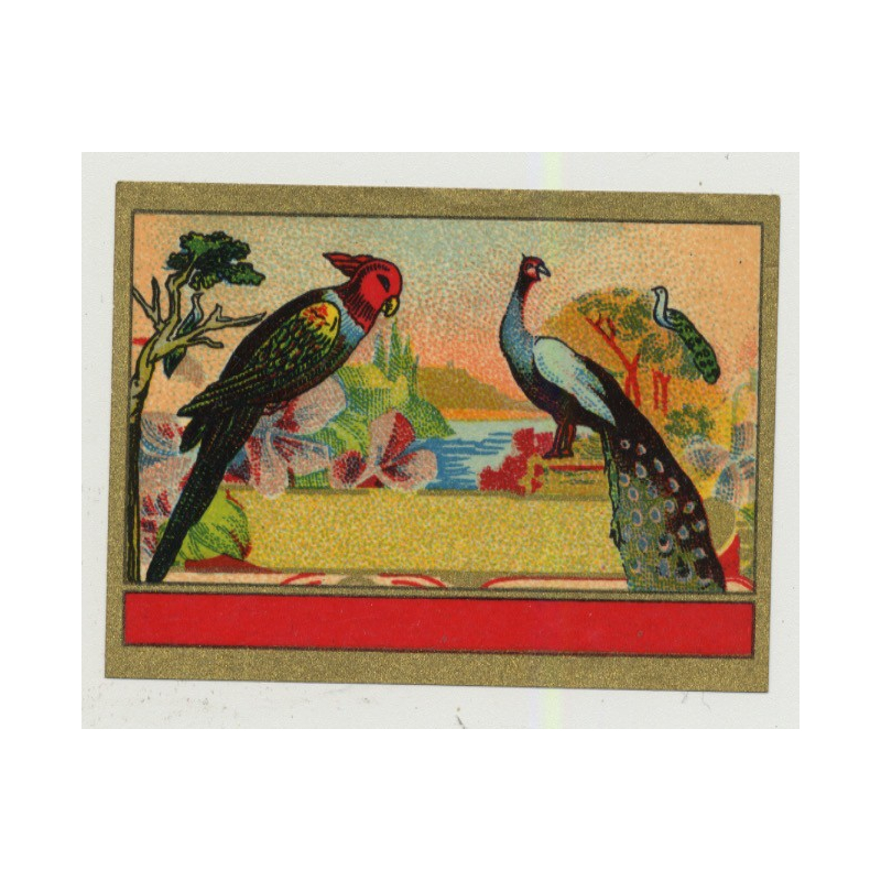 Parrot & Peacock (Vintage Chromo Litho Label ~1910/1920s)