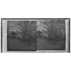 Caseron - Cinti / Bolivia: Th.Mercy In Garden Chair / Palm (Vintage Stereo Glass Plate...