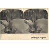 Niagara: An Der Höhle Des Windes / Cave Of The Winds (Vintage Stereo PC 1900s)