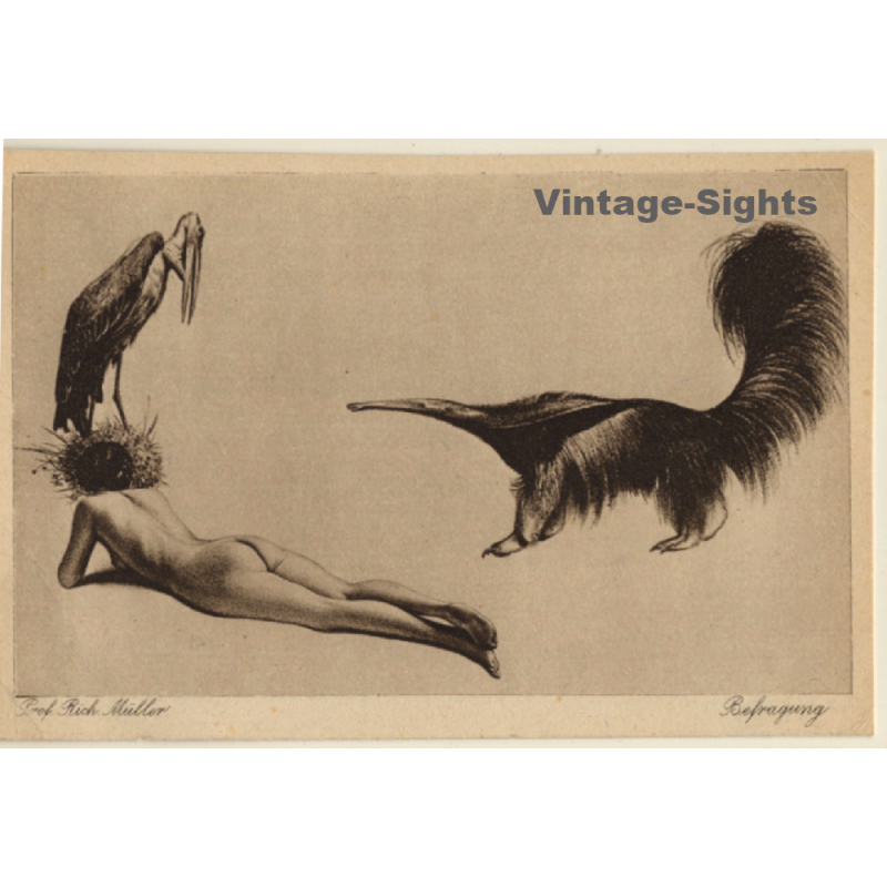 Richard Müller: Befragung / Erotic Nude Art (Vintage PC ~1910s/1920s)