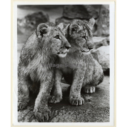 Laguna Hills - California: 2 Lions Cubs At Lion Country Safari (Vintage Press Photo 1970s)