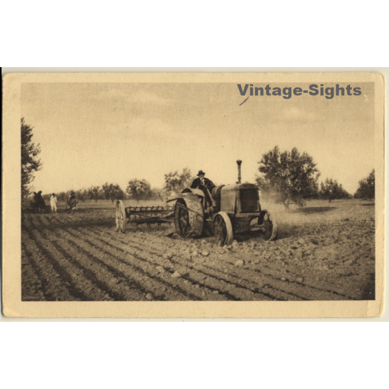 Tunisia: Cultivation Of Olive Trees With Tractor (Vintage PC)