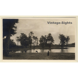 Egypt: Oasis - Palm Trees (Vintage RPPC Leichter & Son ~1930s)