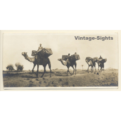 Egypt: En Route For The Fields / Camel Caravan (Vintage RPPC ~1910s/1920s)
