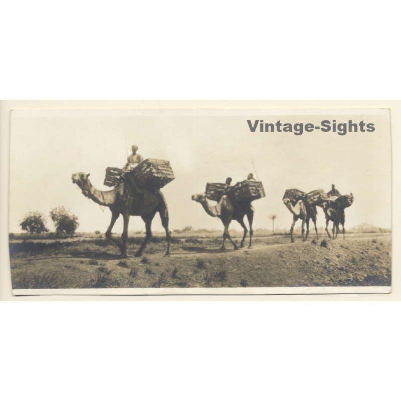 Egypt: En Route For The Fields / Camel Caravan (Vintage RPPC ~1910s/1920s) Egypt: En Route For The Fields / Camel Caravan (Vintage RPPC ~1910s/1920s)