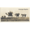 Egypt: En Route For The Fields / Camel Caravan (Vintage RPPC ~1910s/1920s)