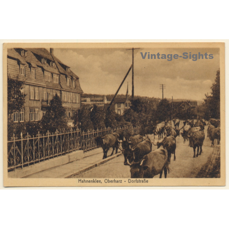 Hahnenklee / Goslar Im Harz: Dorfstraße - Rinder (Vintage PC 1921)