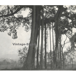Laos: Banyan Trees (Vintage Stereo Glass Plate ~1920s/1930s)