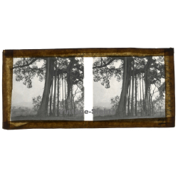 Laos: Banyan Trees (Vintage Stereo Glass Plate ~1920s/1930s)