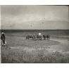 Phan Rang / Vietnam: Natives Farmers With Cattle (Vintage Stereo Glass Plate ~1920s/1930s)