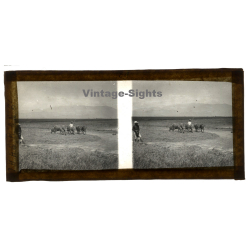 Phan Rang / Vietnam: Natives Farmers With Cattle (Vintage Stereo Glass Plate ~1920s/1930s)