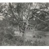 Laos: Flamboyant Tree / River - Bridge (Vintage Stereo Glass Plate ~1920s/1930s)